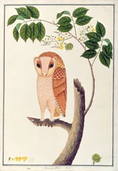 Gufo, Boorong antoo, da Disegni di Uccelli di Malacca, c.1805-18